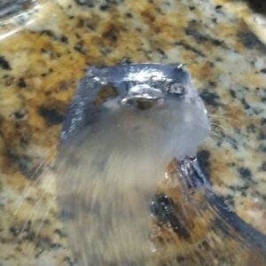 River Otter Etched Crystal Sculpture by Mats Jonasson